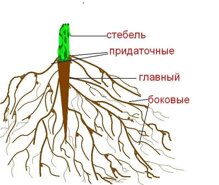 Какой тип корневой системы сформируется если луковицу. Стержневая система корня у покрытосеменного. Боковые корни главный корень стебель. Строение корневой системы. Придаточные корни и боковые корни.