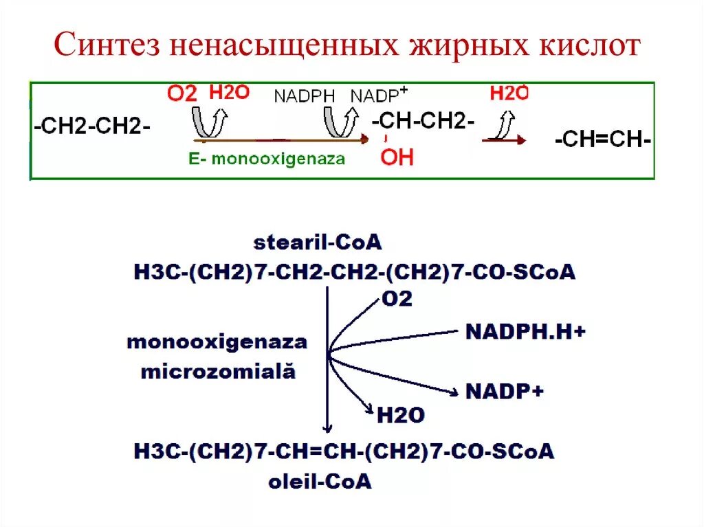 Толстой синтез. Биосинтез непредельных жирных кислот. Синтез ненасыщенных жирных кислот. Синтез жирных кислот формулы. Синтез непредельных жирных кислот витамин f.