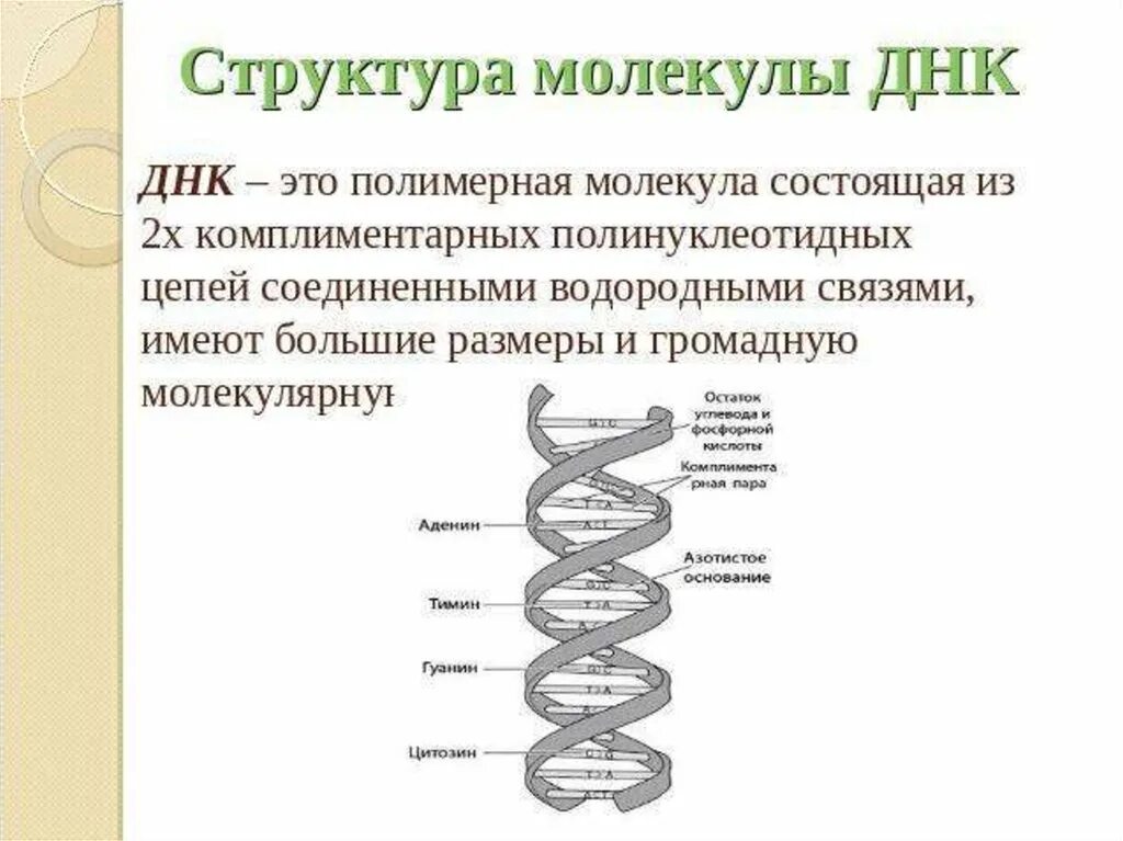 Строение двухцепочечной молекулы ДНК. Структура, строение ДНК молекулы. Схематичное строение молекулы ДНК. Структура двухцепочечной ДНК.