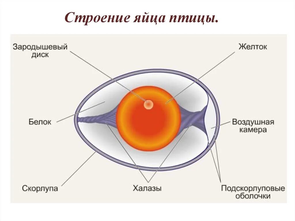 Строение яйца и функции. Строение яйца птицы. Строение яйцеклетки куриного яйца. Схема строения яйца курицы. Внутреннее строение яйца птицы.