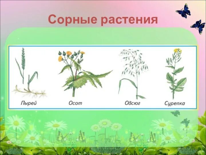 Однолетние двудольные сорняки. Сорняки в искусственных комплексах названия. Ползучая трава сорняк. Сорняки на огороде. Виды сорных растений.