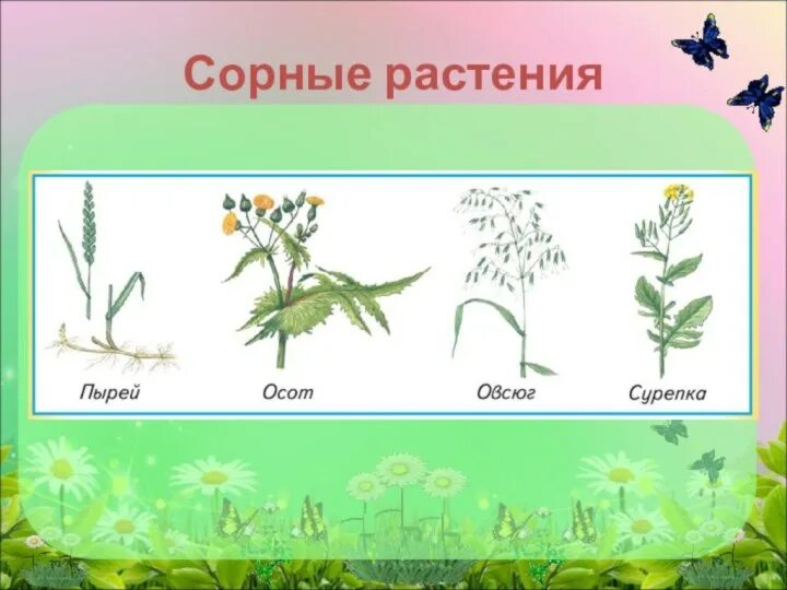 Сорняки бывают. Сорные растения. Сорные растения названия. Сорные растения, сорняки. Сорные растения в поле.