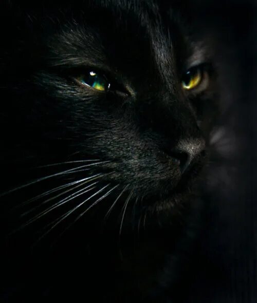 Под черным 18. Черная кошка с зелеными глазами. Черный кот подмигивает. Взгляд черной кошки. Чёрный кот с зелёными глазами.
