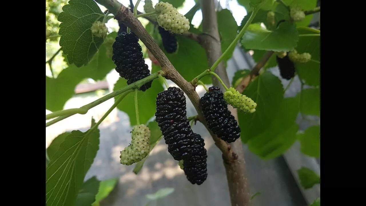 Шелковица Morus nigra. Шелковица черная баронесса. Шелковица черная (Morus nigra). Тутовник Хартут.