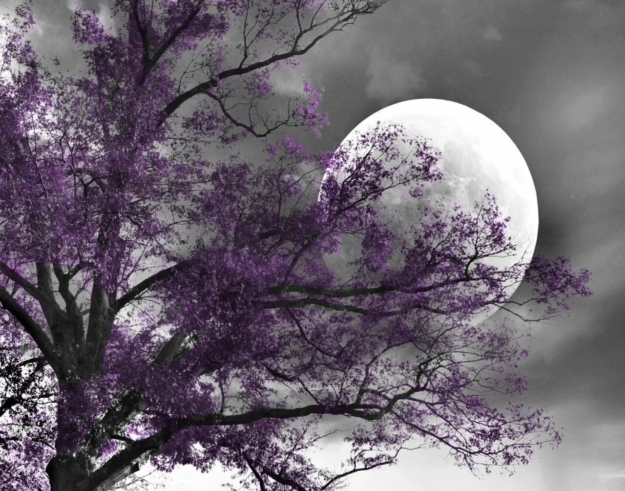 Картина темная луна. Фиолетовая Луна. Картины в фиолетовых тонах. Фиолетовое дерево. Лунные деревья.