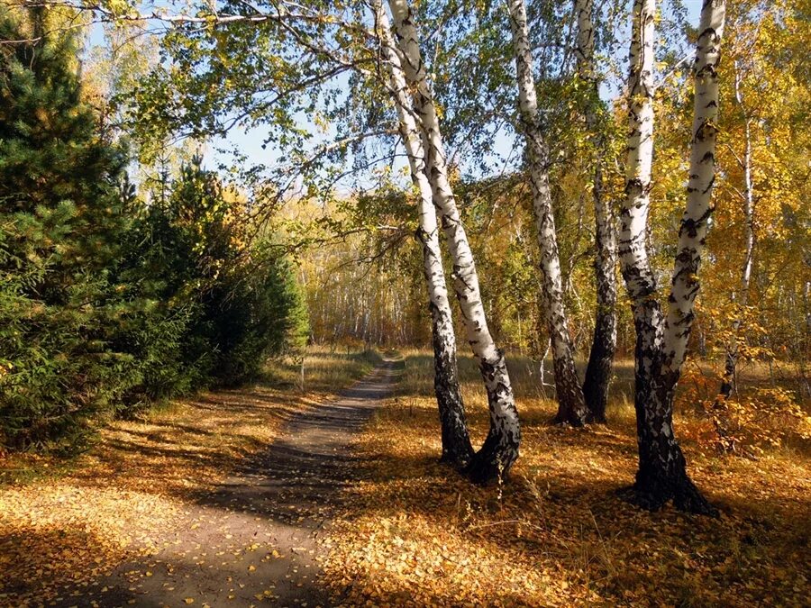 Родные перелески. Пейзажи средней полосы России. Лес средней полосы. Пейзажи среднерусской природы. Пейзажи среднерусской полосы.