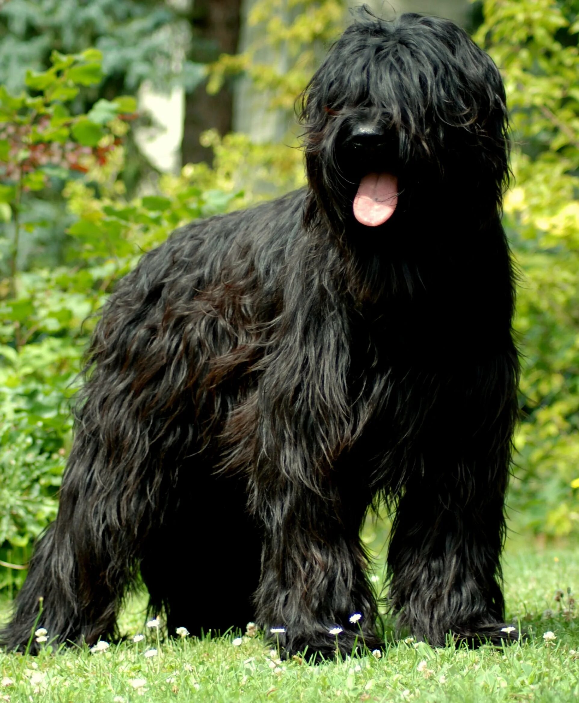Большая черная собака. Бриар терьер. Французская овчарка Бриар. Черный терьер ньюфаундленд. Южнорусская овчарка ньюфаундленд.