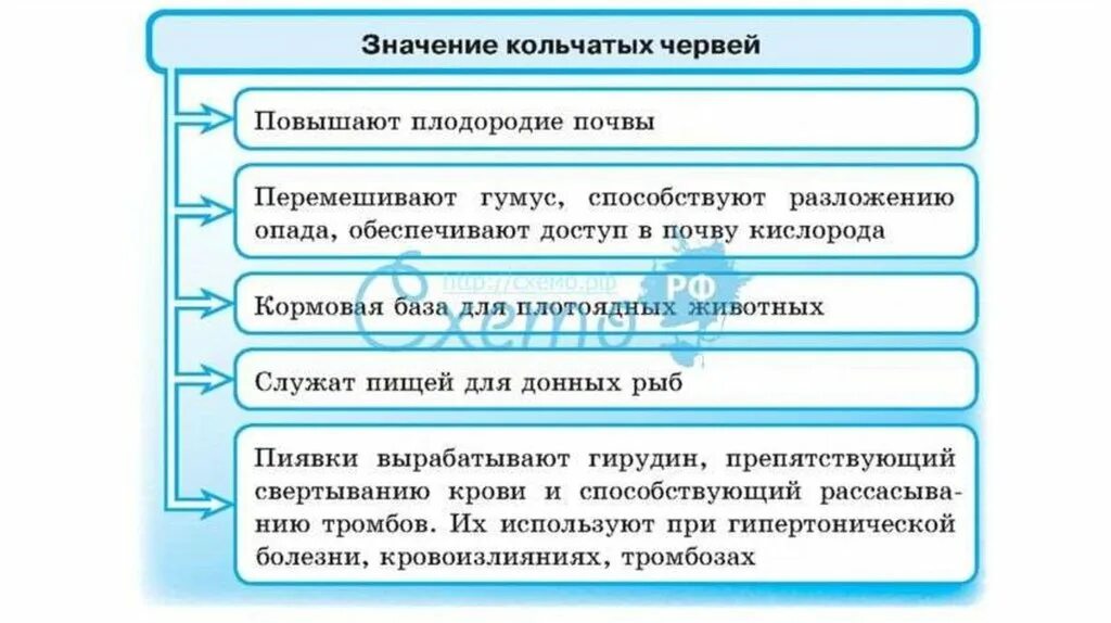 Значение кольчатых червей в жизни природы