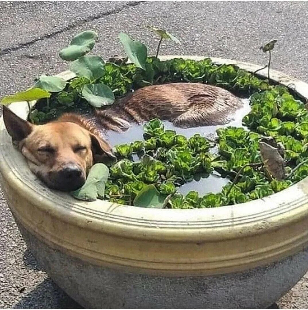 Как коты переносят жару