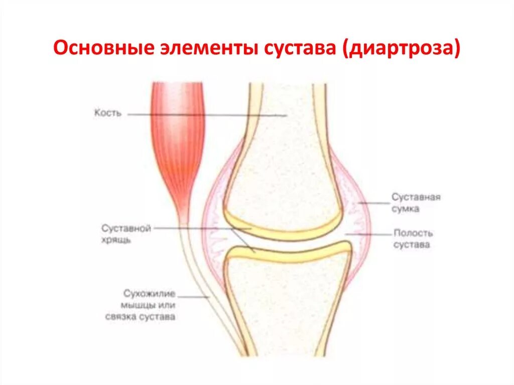 Какие структуры сустава обозначены цифрами. Прерывные соединения основные элементы сустава. Строение сустава. Диартрозы строение сустава. Назовите основные элементы сустава.