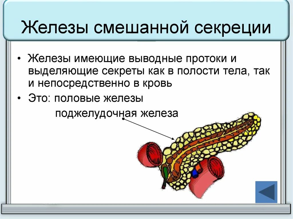 Железфы смешаннойсекреции. Железы смешанней секреции. Железы смешанной секреции человека. К железам внутренней секреции относятся. Железы смешанной секреции имеют протоки