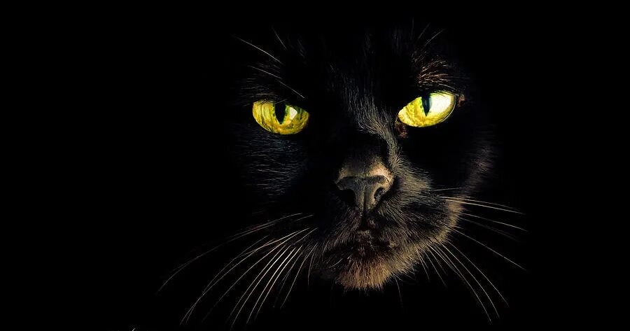 Вип кот. Черная кошка. серьезный черный кот. черный кот на черном фоне арт. серьезная черная кошка.