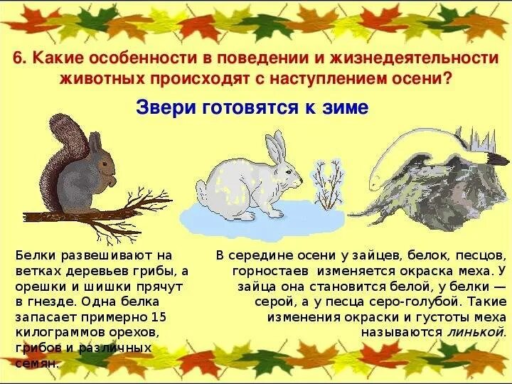 Что происходит с животными осенью. Осенние явления в жизни животных. осенние изменения в жизни животных. осенние явления в жизни растений и животных. сезонные изменения в жизни животных осенью.