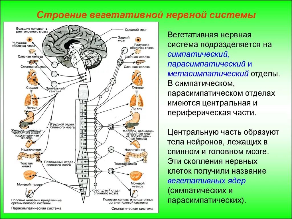 Ядра симпатического отдела вегетативной нервной системы. Ядра симпатического отдела нервной системы расположены. Центры вегетативной нервной системы спинного мозга. Функции симпатического отдела вегетативной нервной системы 1.