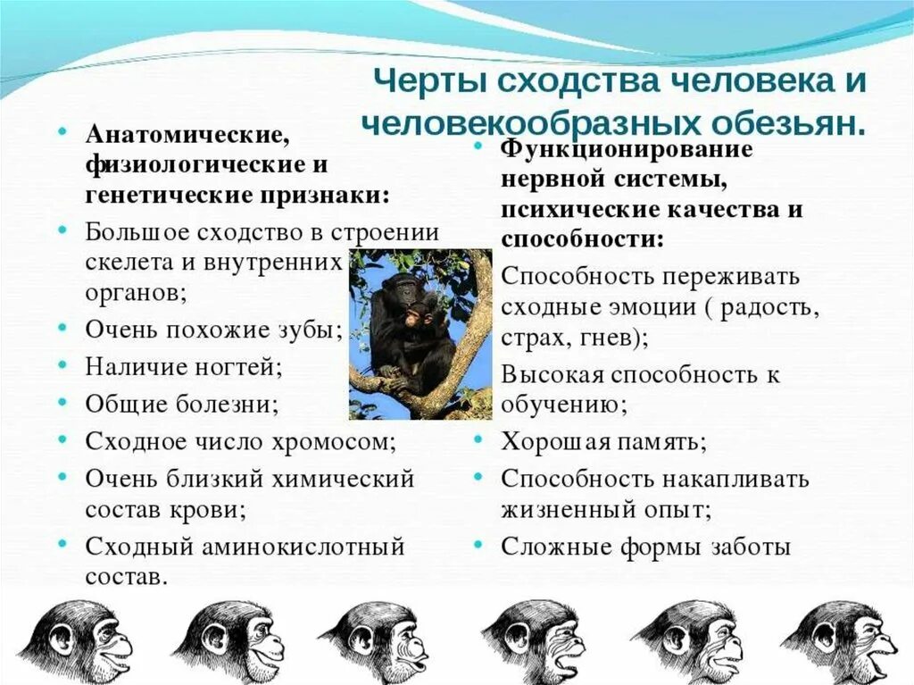 По каким чертам поведения можно узнать. Сходства и различия человека и приматов. Сходство человека и человекообразных обезьян. Сходство человека с приматами. Черты сходства человека и человекообразных обе.