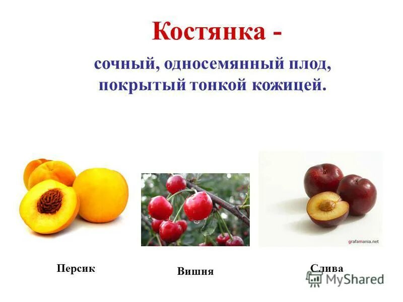 Плод костянка семейство