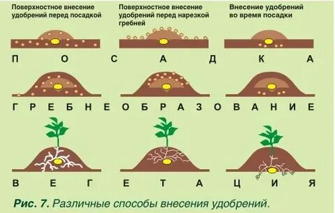 Расстояние между рядками при посадке картошки