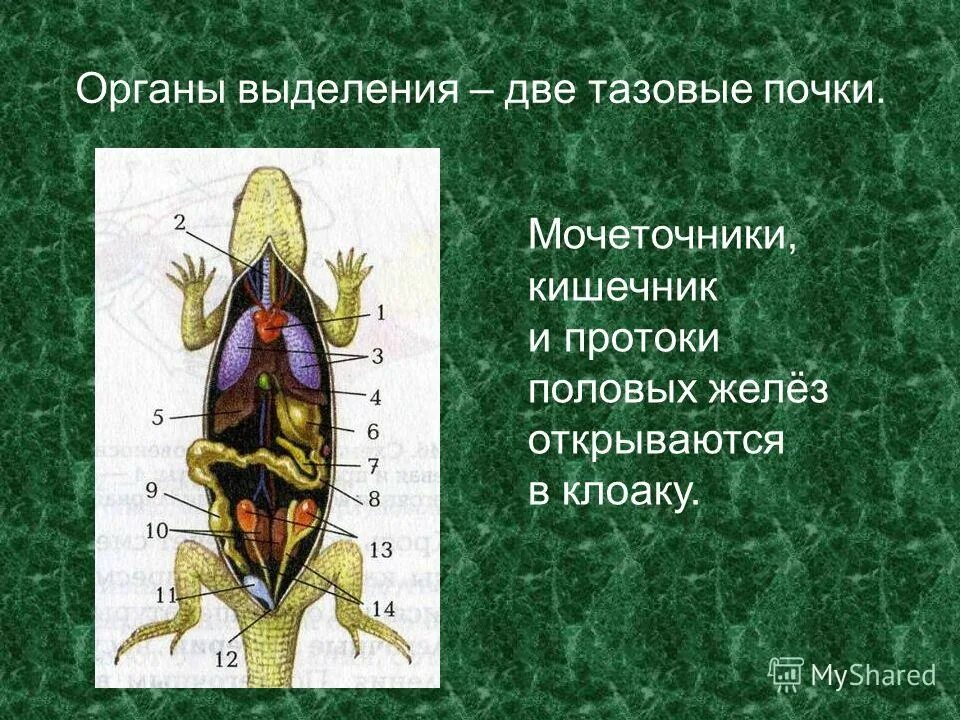 Кишечник мочеточники открываются в клоаку. Выделительная система рептилий схема. Выделительная система ящерицы. Строение выделительной системы пресмыкающихся. Почки пресмыкающихся.