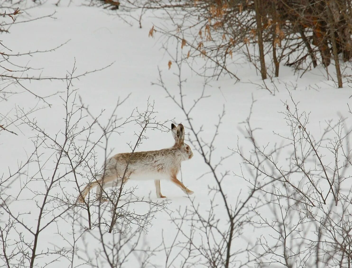 Лиса гонится за косулей. Охота по первому снегу.