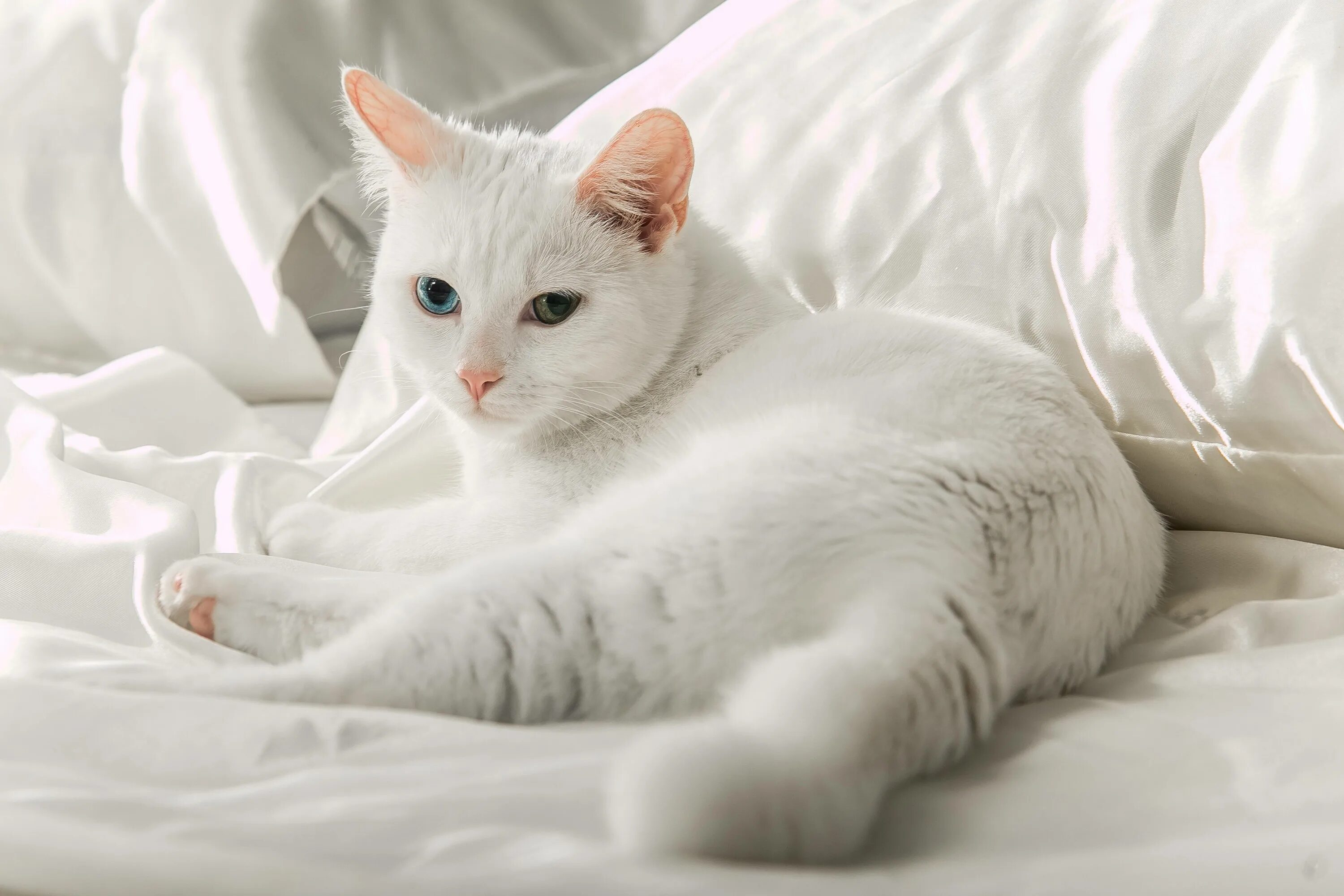 Белый кот мурзик. Турецкая ангора кошка. Турецкая ангора кошка короткошерстная. Турецкая ангора белая. Анатолийская короткошерстная кошка белая.