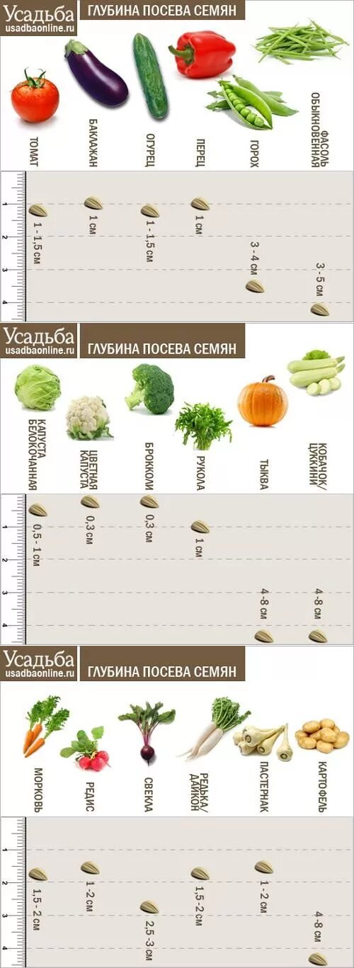 На какую глубину сажать огурцы семенами