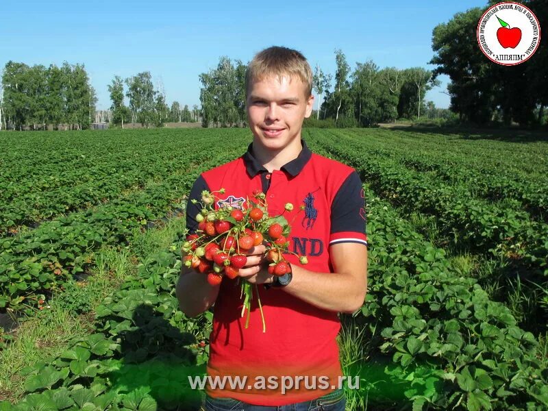 Совхоз зареченский воронеж. Острогожсксадпитомник. острогожсксадпитомник зао воронежская область.