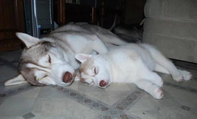 Щенки зсл элита. Собаки спариваются. Течка хаски сколько. Течка хаски сколько. Беременная собака лайка.