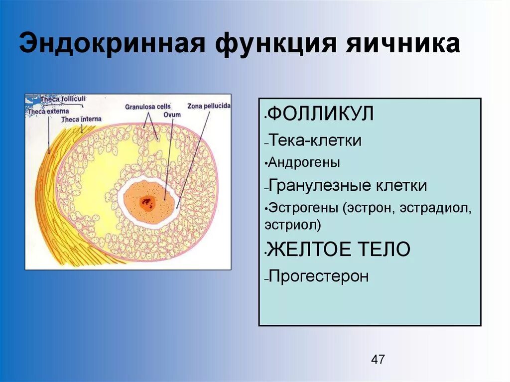 Граафов пузырек яичника. Строение яйцеклетки фолликулярные клетки. ТЕКА клетки яичника. Гранулезные клетки фолликулов яичника секретируют. Функция фолликулярных клеток яичника.