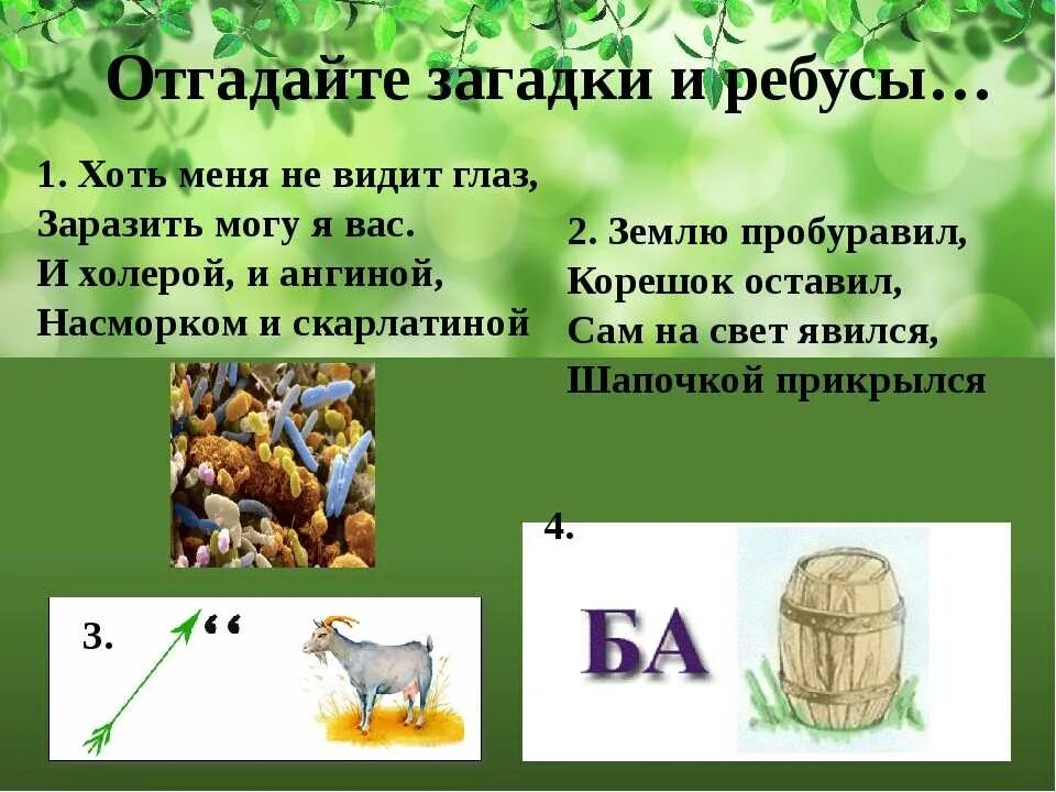 Загадки. Ребусы. Загадки по биологии. Головоломки по биологии. Ребус среда