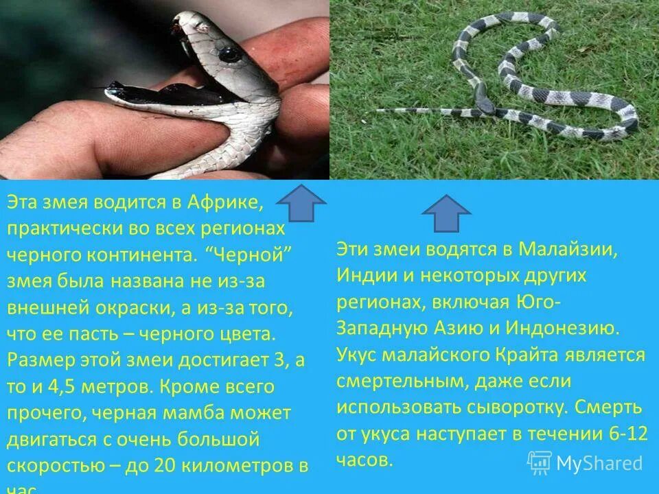 Какой элемент инфраглаза змеи выполняет. Глаз ящерицы. Какой элемент инфраглаза змеи выполняет. Какой элемент инфраглаза змеи выполняет. Какой элемент инфраглаза змеи выполняет.