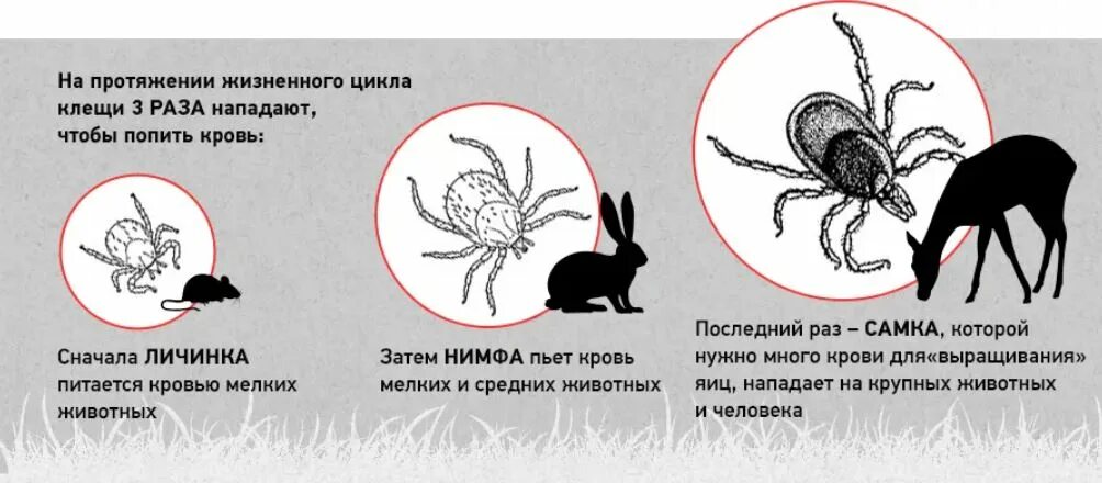 Откуда появились клещи в россии. Жизненный цикл иксодового клеща. Иксодовые клещи стадии развития. Цикл развития иксодовых клещей. Цикл развития иксодового клеща.