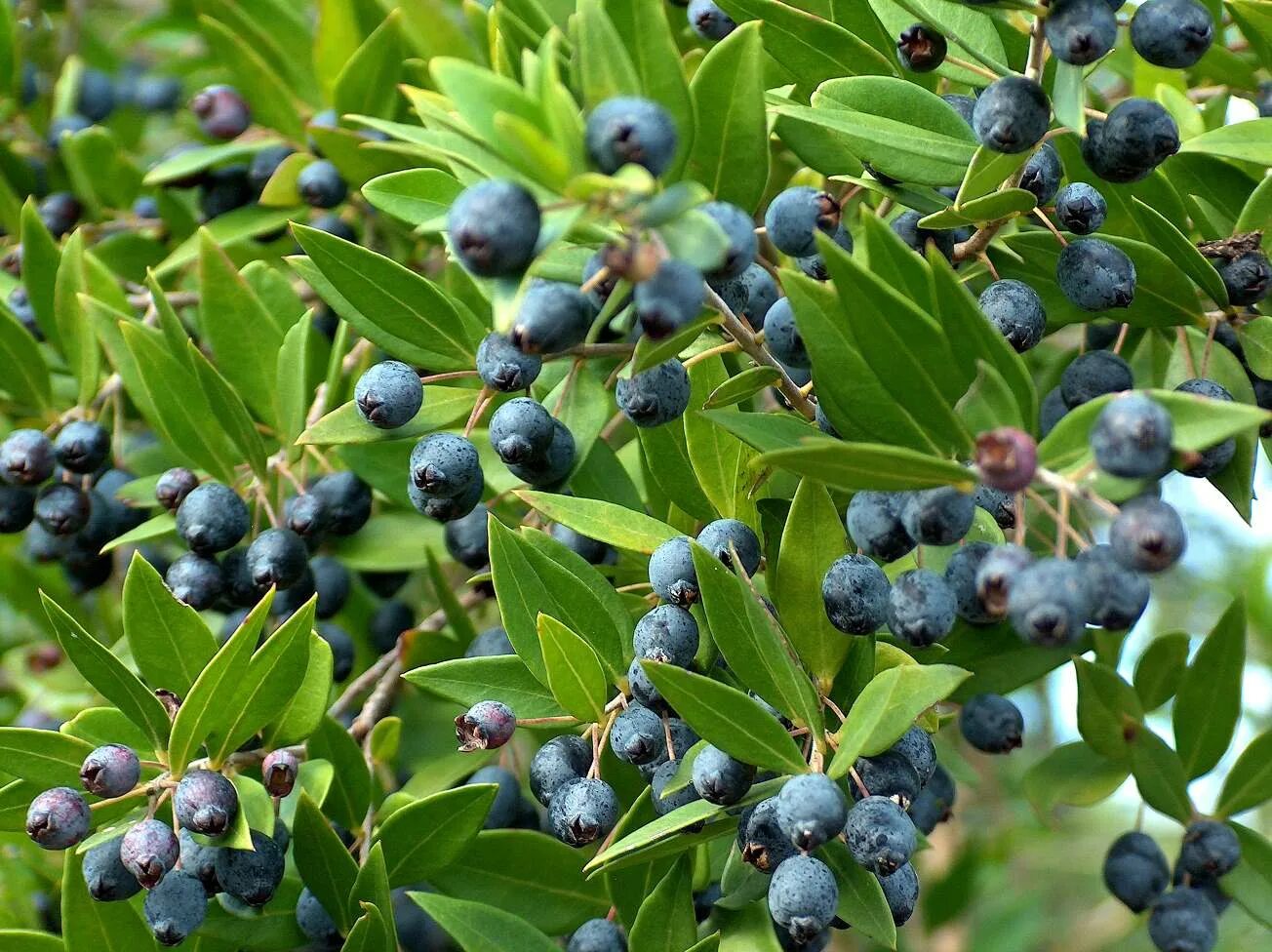 Мирт ягоды съедобные. Мирт myrtus communis. Мирт ягоды съедобные. Мирт угни. Мирт ягоды съедобные.