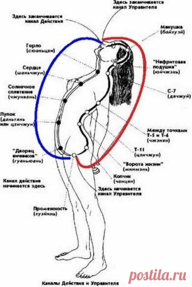 Массаж точки а у женщин. Болезненные точки у человека. Акупунктурные точки для повышения потенции у мужчин. Точки возбуждения у мужчин. Точки возбуждения у мужчин.
