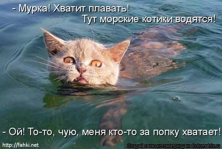 Кот плавает. Коты умеют плавать. Котенок тонет. Кот плавает в море. Я тону я не умею плавать