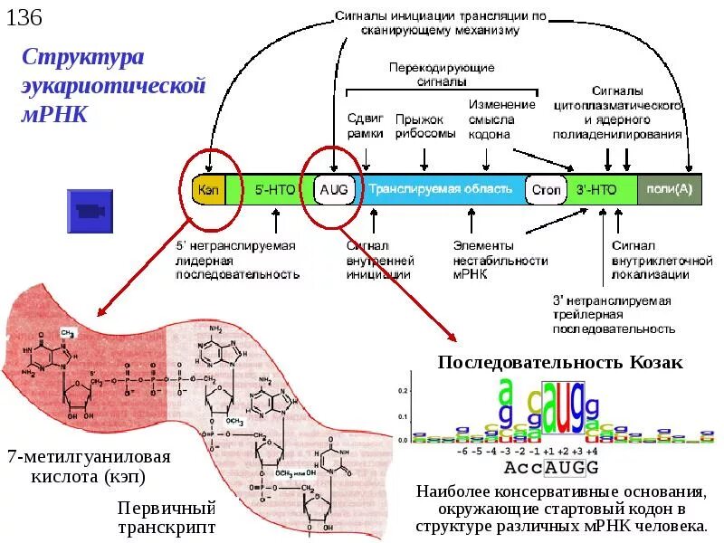 Структура ИРНК эукариот. Структура матричной РНК эукариот. Матричная РНК эукариот строение. Строение МРНК эукариот. Митохондрия рнк