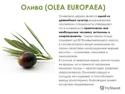 Чем полезно оливковое