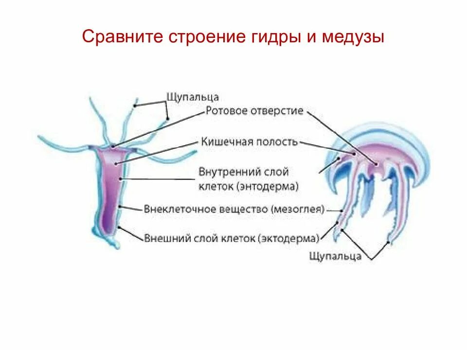 Медуза состоит из 1 клетки