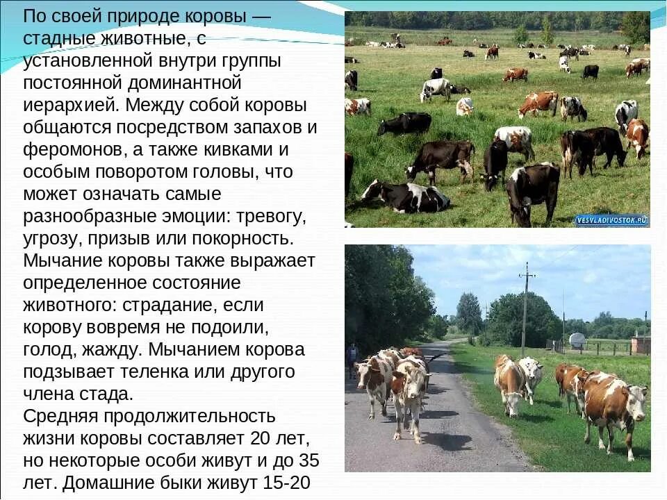 Информация о корове. Сообщение о корове. Доклад про корову. Домашнее животное корова доклад.