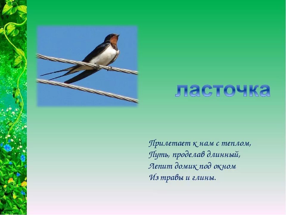 Загадки про птиц. Загадки про птиц для детей. Загадки про птиц с ответами. Загадка про птичку. Когда прилетают ласточки весной