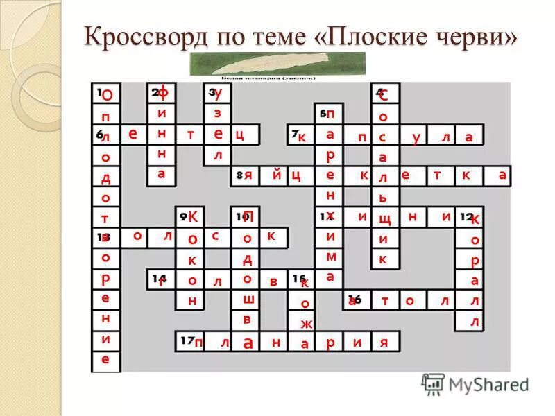 кроссворд на тему плоские черви. кроссворд плоские черви 7 класс с ответами. кроссворд по теме плоские черви. кроссворд на тему плоские черви. кроссворд на тему тип плоские черви 7 класс биология.