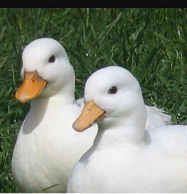 агидель порода уток. порода уток агидель,фаворит,башкирка. агидель благоварская утка. утки породы агидель. утята агидель таблица веса.