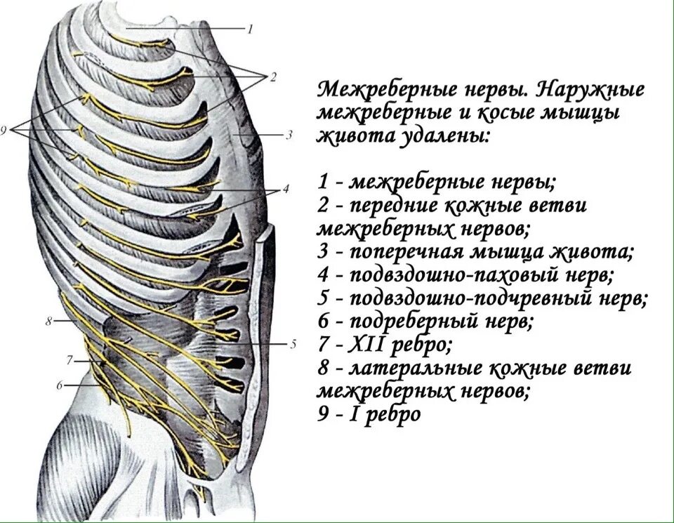 Передние и латеральные ветви межреберных нервов. Кожные ветви межреберных нервов. Межреберные нервы. Наружные межреберные мышцы.