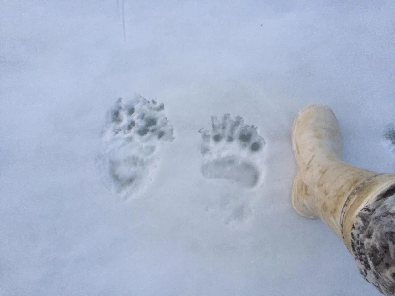Следы медведя. Медвежьи следы на снегу. Следы медведя на снегу. Медвежий след.