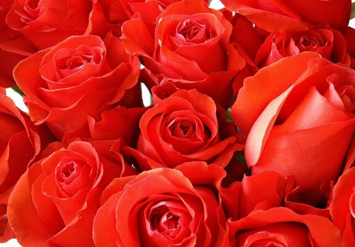 Алые розы. Цветы розы красные. Шикарный букет алых роз. Красивые Алые розы.