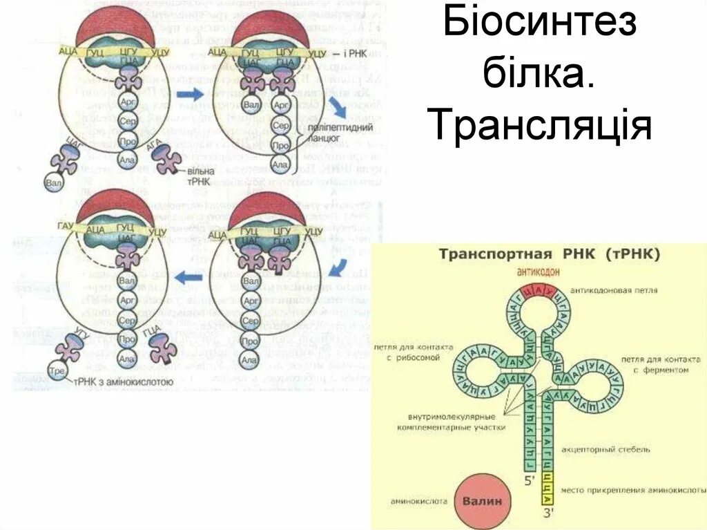 Биосинтез белка. Биосинтез белка схема. Трансляция ТРНК. Схема биосинтеза.