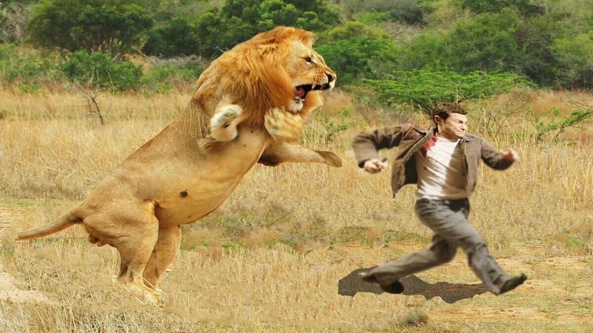 Нападение льва. Лев наподае..