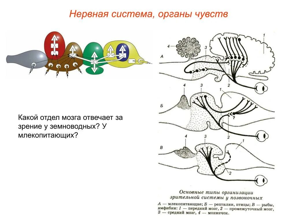 Развитие мозжечка у земноводных. Отделы нервной системы лягушки. Нервная система и органы чувств амфибий. Нервная система и органы чувств система земноводных. Нервная система амфибий.