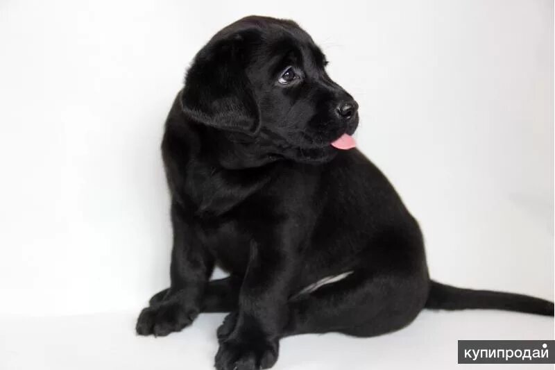 Лабрадор 4 месяца. Лабрадор ретривер палевый 1 месяц. Лабрадор ретривер янтарь. Шоколадный лабрадор 2 месяца. Лабрадор ретривер черный щенок 2 месяца.