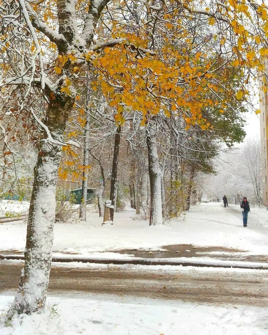 Череповец первый снег. Осень зима. Встреча осени с зимой. Осень первый снег. С зимой с первым снегом