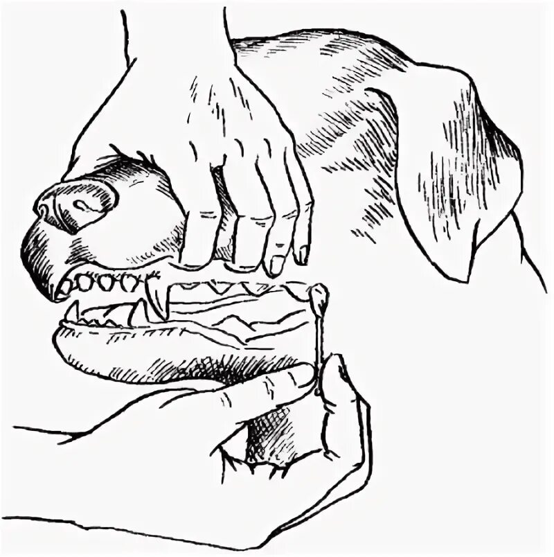 Как открыть рот собаке